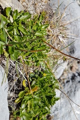 Brachyscome sinclairii