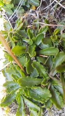 Brachyscome sinclairii