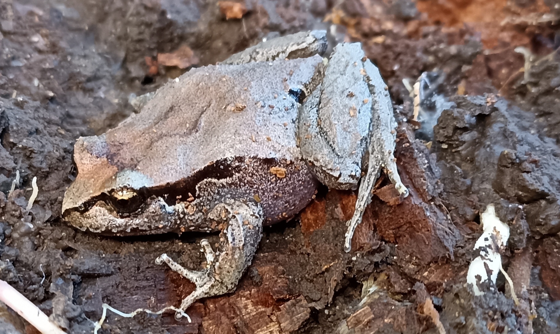 Eupsophus calcaratus (Günther, 1881)