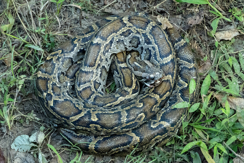 Burmese Python in November 2021 by ptomasz · iNaturalist