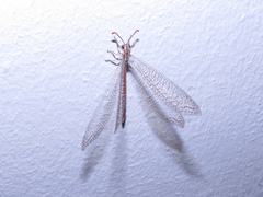 Macronemurus tinctus
