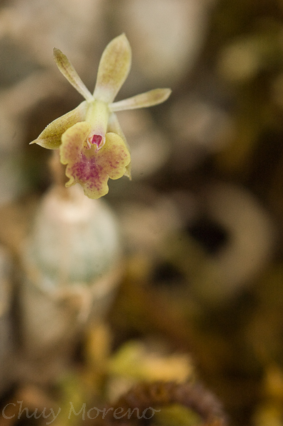Epidendrum miserum Lindl. 3