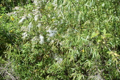 Salix caroliniana