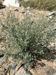 Johnstonella racemosa