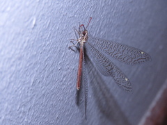 Macronemurus tinctus