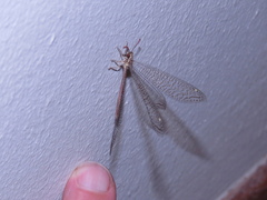 Macronemurus tinctus