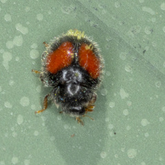 Diomus notescens