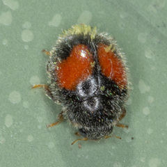 Diomus notescens