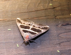 Grammodes exclusiva