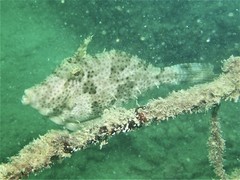 Pseudomonacanthus macrurus