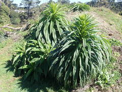 Echium pininana