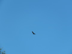 Cathartes aura