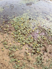 Angiospermae