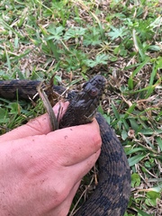 Nerodia rhombifer