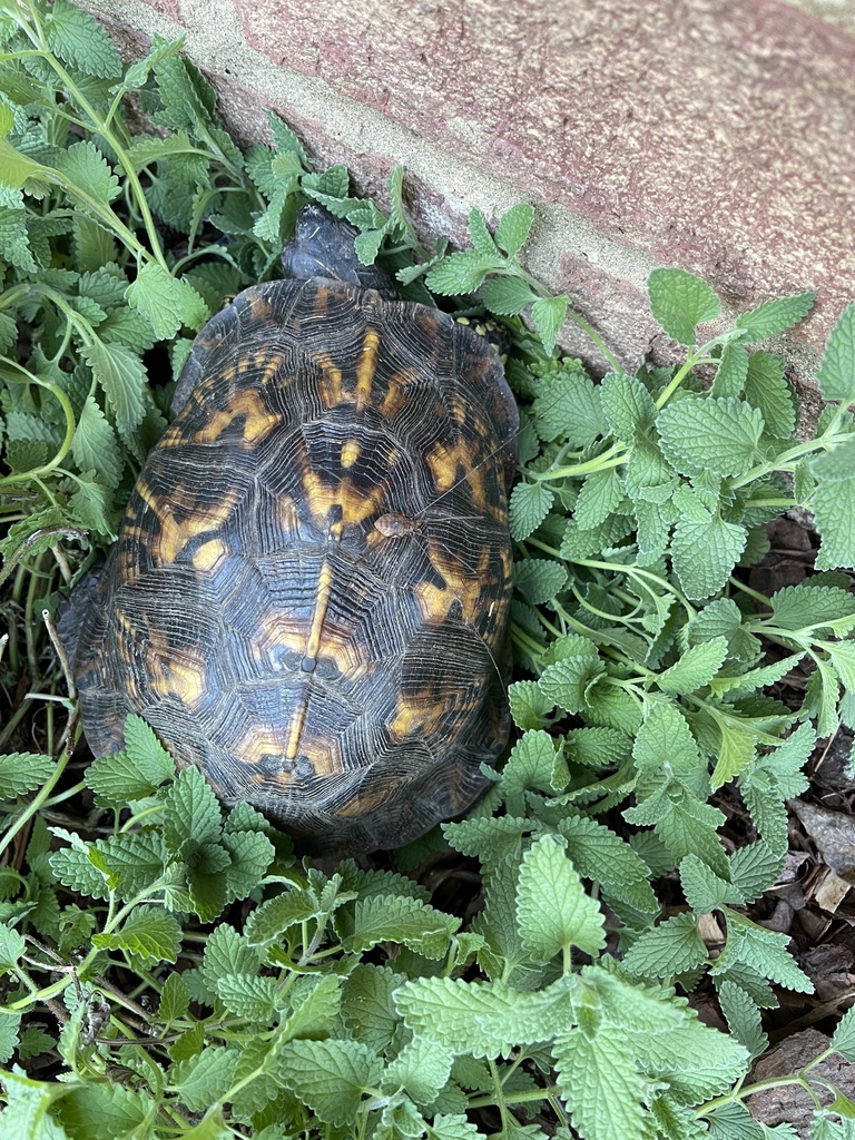 Eastern Box Turtle In October 2023 By Emily Cathcart INaturalist   Large 