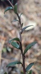 Gaultheria macrostigma