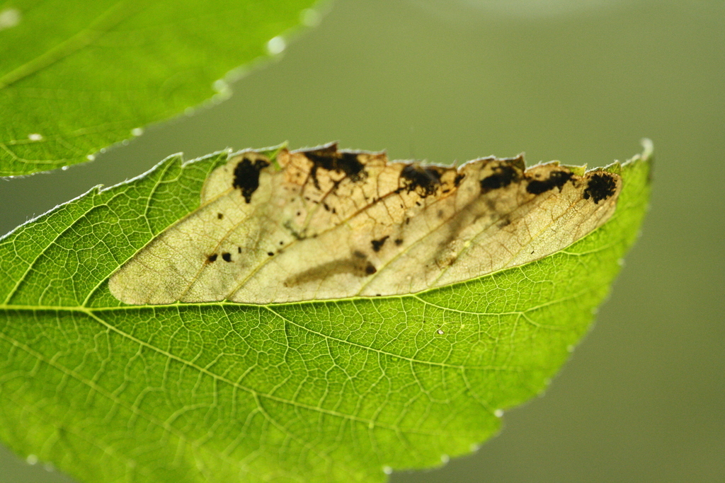 Whitefoot Raspberry Mining Sawfly