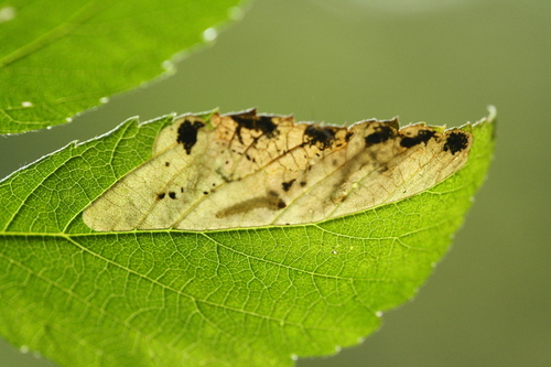 Whitefoot Raspberry Mining Sawfly
