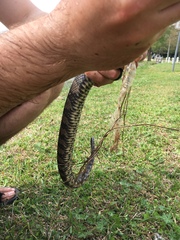 Nerodia rhombifer