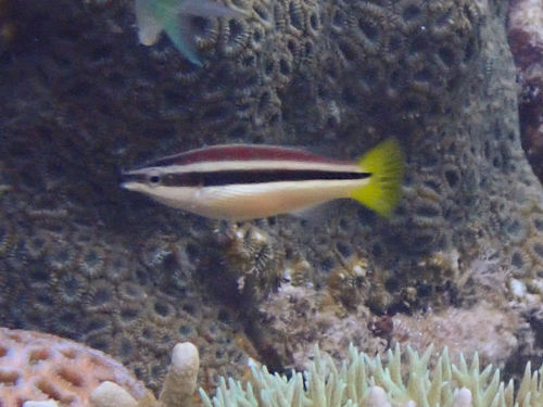 Cleaner wrasse (Diproctacanthus xanthurus) — Labridae — 5