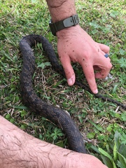 Nerodia rhombifer
