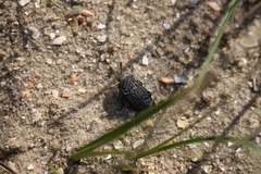 Thanatophilus rugosus