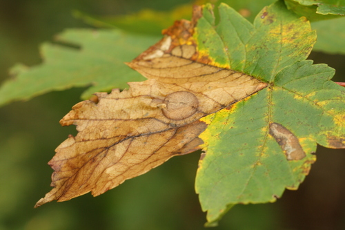 Heterarthrus leucomela