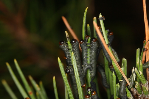 Gilpinia socia