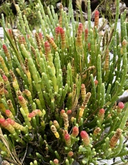 Salicornia littorea