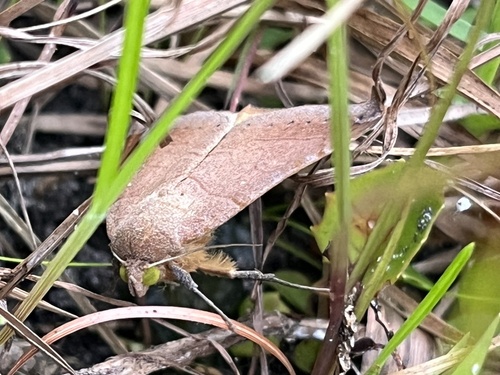 Cutworm moth