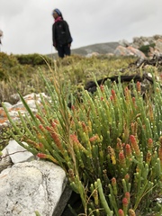 Salicornia littorea