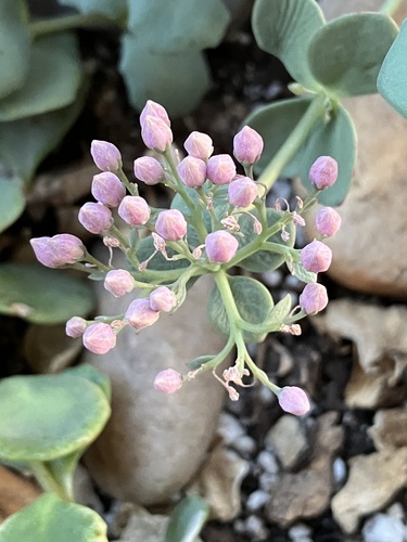 Hylotelephium sieboldii iNat (2)