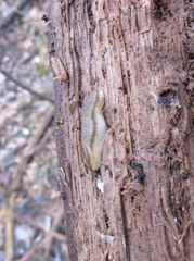 Arion fasciatus