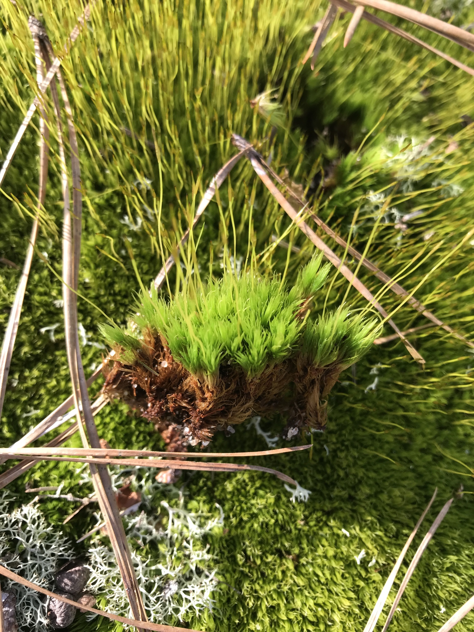 Dicranum condensatum