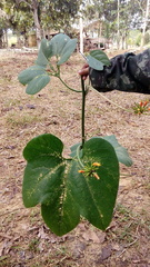 Gurania lobata