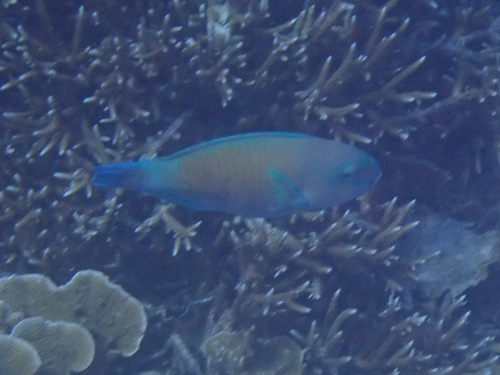 Pacific Bullethead Parrotfish — seen at this dive site