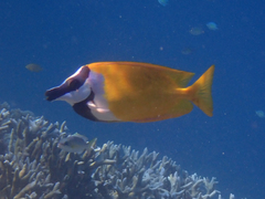 Foxface Rabbitfish photo 5