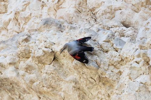 Treparriscos (Tichodroma muraria)