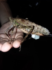 Pristonotus tuberosus