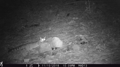 Bassariscus astutus flavus