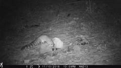 Bassariscus astutus flavus