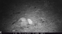 Bassariscus astutus flavus