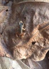 Silverstoneia flotator