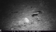 Mephitis mephitis estor