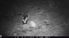 Mephitis mephitis estor