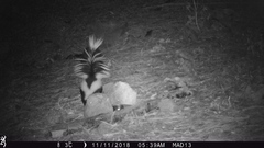 Mephitis mephitis estor