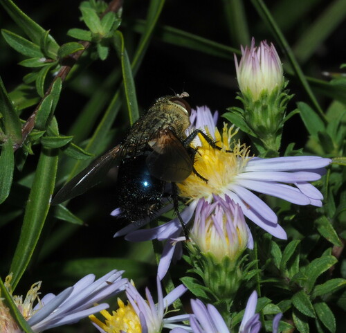 Hornworm Tachinid Fly photo 5