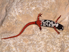 Northern Spectacled Salamander photo 4