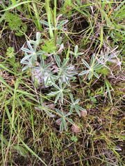 Lupinus nanus