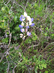 Lupinus nanus